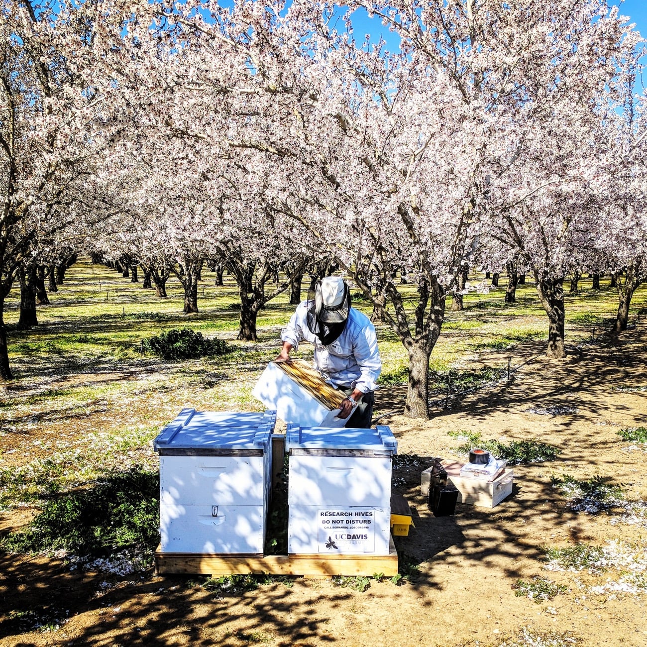 someone checking in on a 3 foot tall box of bees in an orchard