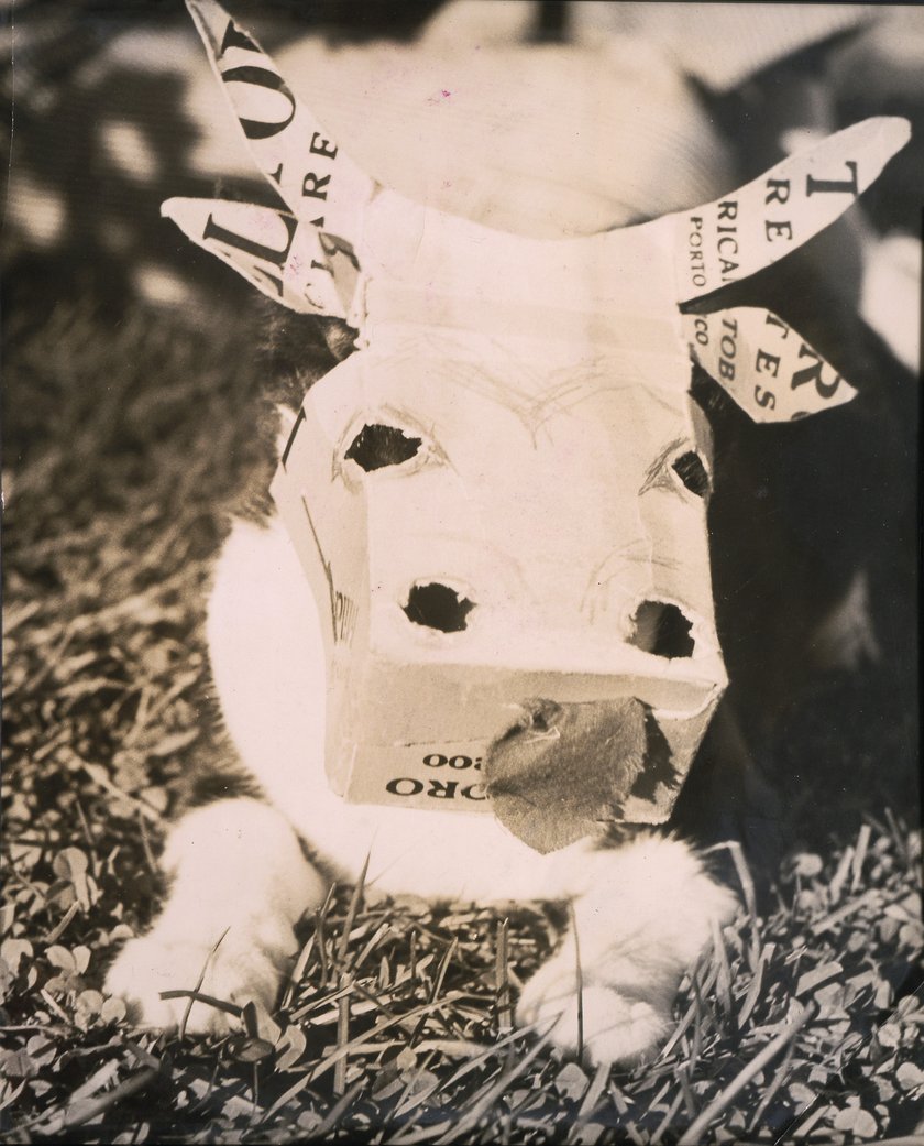 Alexander Calder, cow mask for a cat