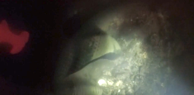 Heim was searching for shark teeth at the bottom of the river