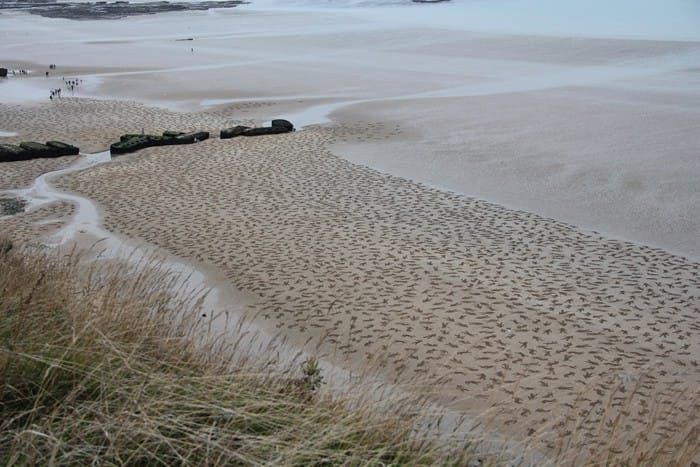 9,000 Fallen Soldiers Etched into the Sand on Normandy Beach to ...